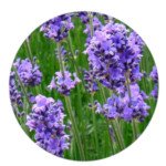 lavender used to repel spiders