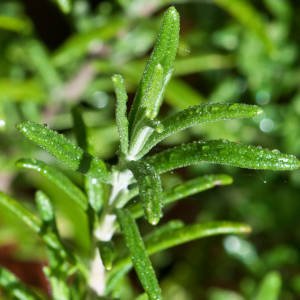 Rosemary essential oils for alertness