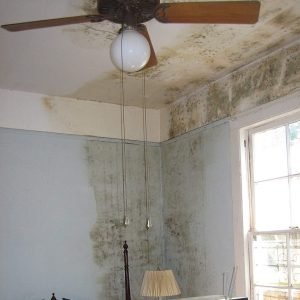 mold growing all over the walls inside a home.